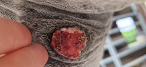 20250720_164209.jpg (1.86 MiB) 458 mal betrachtet 20.7.25