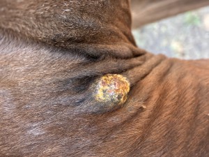 IMG_5270.jpeg