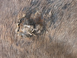IMG_5291.jpeg
