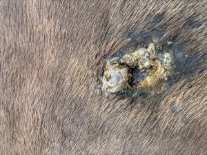 IMG_5417.jpeg