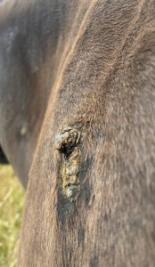 IMG_5419.jpeg