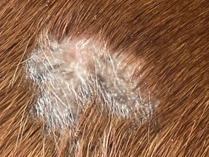 IMG_4528.jpeg (2.29 MiB) 1183 mal betrachtet Nahaufnahme