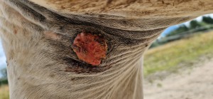 20250722_152949.jpg (2.56 MiB) 452 mal betrachtet 22.6.25