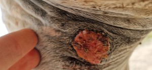 20250722_152953.jpg (2.38 MiB) 452 mal betrachtet 22.7.25