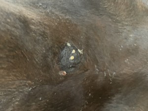 IMG_5374.jpeg