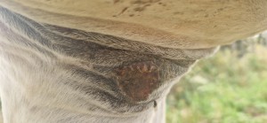 20250724_193555.jpg (1.94 MiB) 437 mal betrachtet 24.7.25