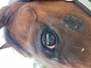 Auge_Backe 28.07.25