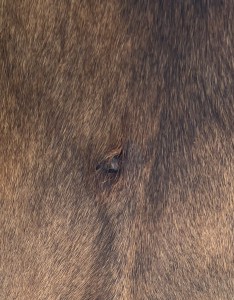 IMG_2995.jpeg