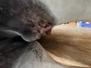 IMG_5593.jpeg