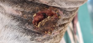 20250729_171958.jpg (1.65 MiB) 430 mal betrachtet 29.7.25