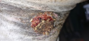 20250729_172026.jpg (2.25 MiB) 430 mal betrachtet 29.7.25