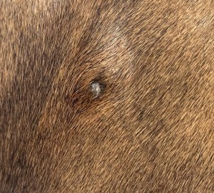 IMG_3013.jpeg
