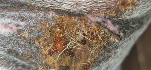 20250803_093306.jpg (1.91 MiB) 937 mal betrachtet 3.8.25