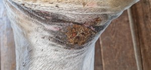 20250803_093301.jpg (2.28 MiB) 404 mal betrachtet 3.8.25