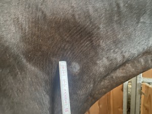IMG_3471.jpeg