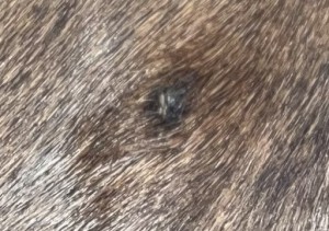 IMG_3021.jpeg