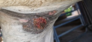 20250806_182048.jpg (2.3 MiB) 394 mal betrachtet 06.08.25