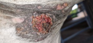 20250806_182043.jpg (2.29 MiB) 394 mal betrachtet 06.08.25