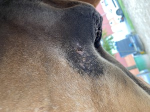 IMG_0763.jpeg
