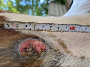 IMG_0762.jpeg