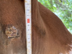 IMG_0761.jpeg