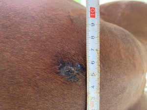IMG_0760.jpeg