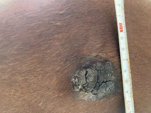 IMG_0759.jpeg