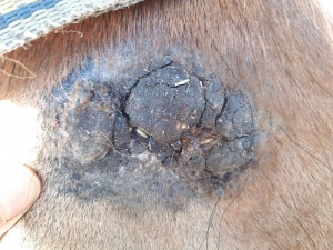 20190420_085014.jpg (4.98 MiB) 3383 mal betrachtet Vor dem schmieren