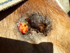 20190420_085423.jpg (8.91 MiB) 3383 mal betrachtet 4 min spÀter