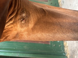 IMG_9966.jpeg