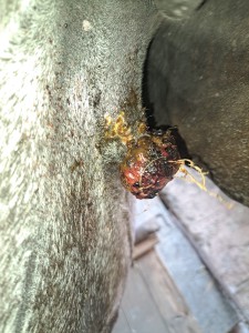 sarkoid4.jpg (3.03 MiB) 377 mal betrachtet sarkoid4.jpg