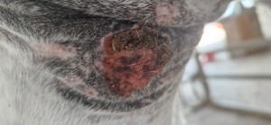 20250812_175444.jpg (1.79 MiB) 362 mal betrachtet 12.8.25