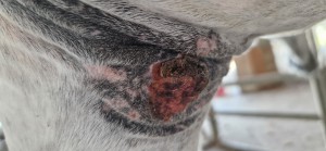 20250812_175440.jpg (2.16 MiB) 895 mal betrachtet 12 8.25