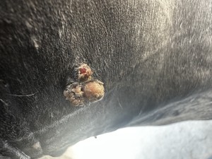 IMG_3227.jpeg