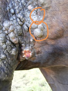 Aus diesen markierten stellen kommt Eiter und Blut da nach wirken sie ausgetrocknet