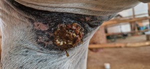 20250816_103625.jpg (2.08 MiB) 350 mal betrachtet 16.8.25