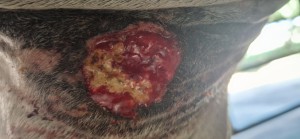 20250817_170700.jpg (1.95 MiB) 331 mal betrachtet 17.8.25