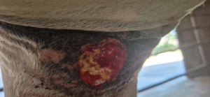 20250817_170654.jpg (1.77 MiB) 864 mal betrachtet 17.8.25