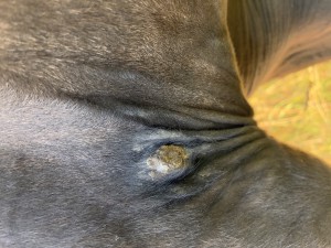 Achsel 18.08.2025