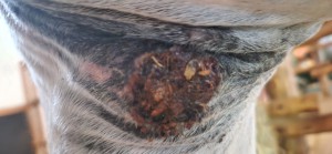 20250818_191402.jpg (1.13 MiB) 324 mal betrachtet 18.8.25