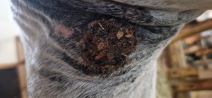 20250818_191407.jpg (1.95 MiB) 324 mal betrachtet 18.08.25