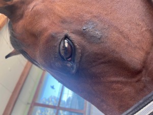 Auge Backe 19.08.25
