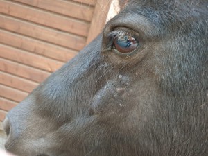 19 August mit 1:5 flächendeckend, bisher ohne Abwehrreaktion
