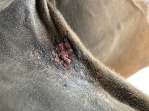 IMG_0785.jpeg