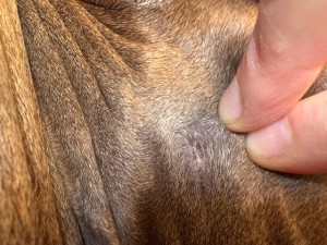 IMG_4344.jpg