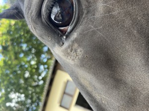 IMG_1319.jpeg