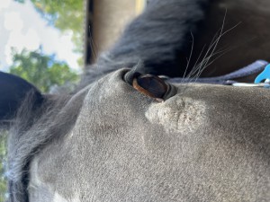 IMG_1317.jpeg