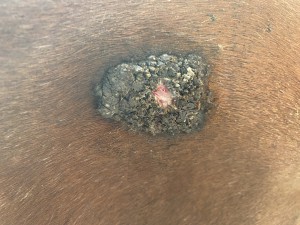 IMG_0793.jpeg