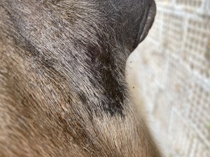 IMG_0797.jpeg