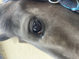 IMG_1341.jpeg
